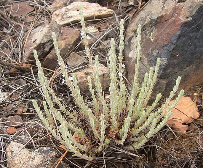 Micromeria benthamii