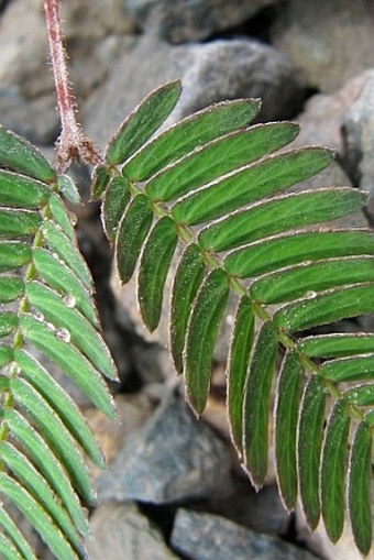 Mimosa pudica