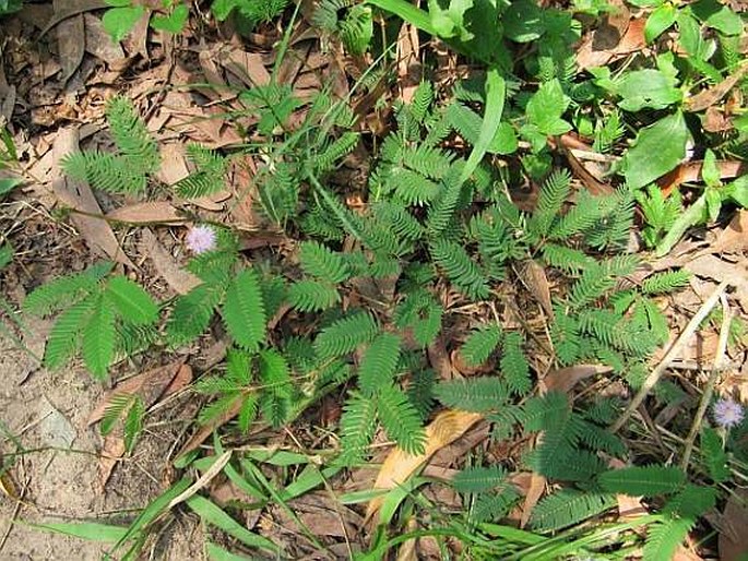 Mimosa pudica