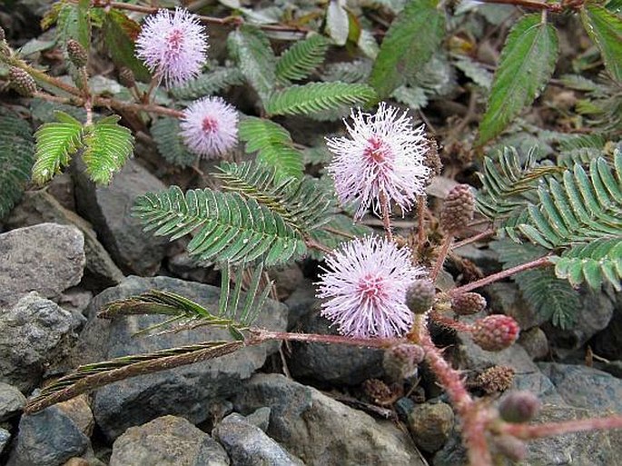 Mimosa pudica