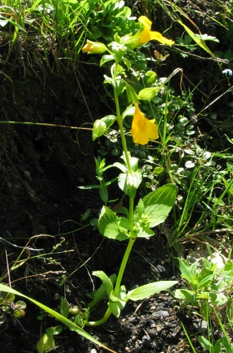 Erythranthe guttata