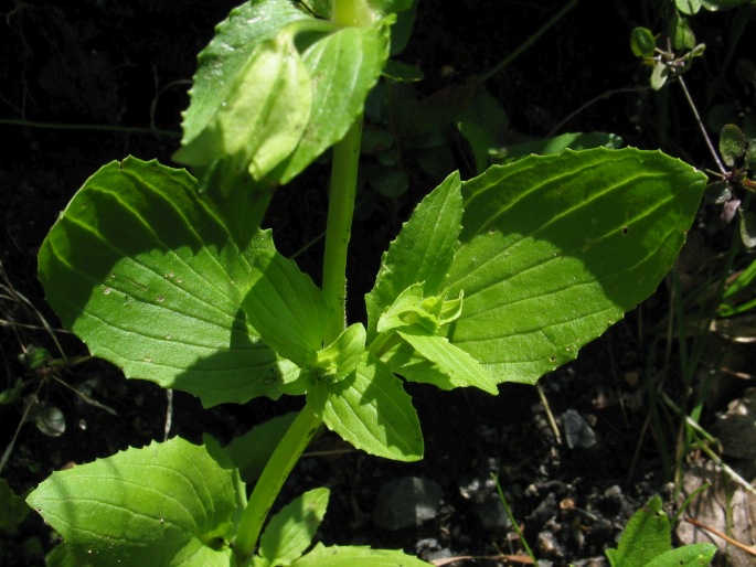 Mimulus guttatus