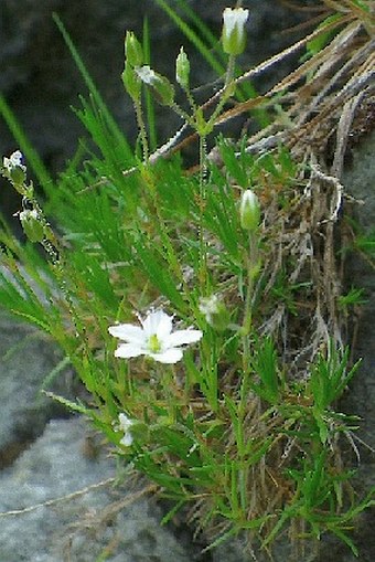 Minuartia corcontica