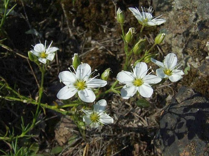 Minuartia hirsuta subsp. frutescens
