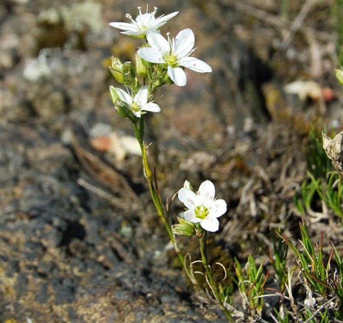 Minuartia hirsuta subsp. frutescens