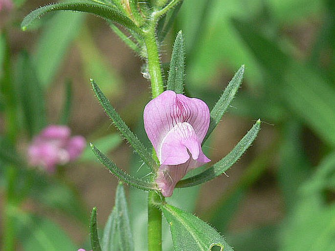 MISOPATES ORONTIUM (L.) Rafin. – šklebivec přímý / papulienka roľná