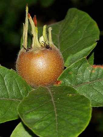 Mespilus germanica