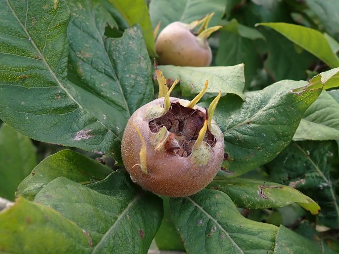 Mespilus germanica