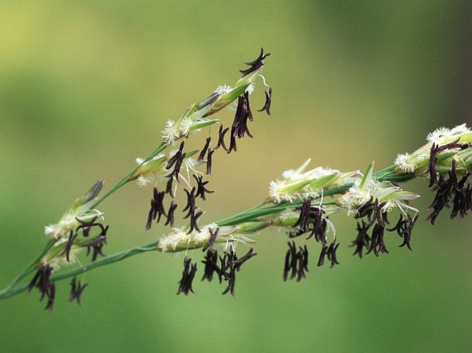 MOLINIA ARUNDINACEA Schrank – bezkolenec rákosovitý / bezkolenec trsťovníkovitý