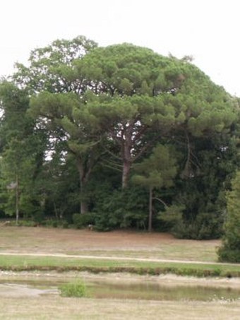 Parc et jardins du Chateau de Montriou