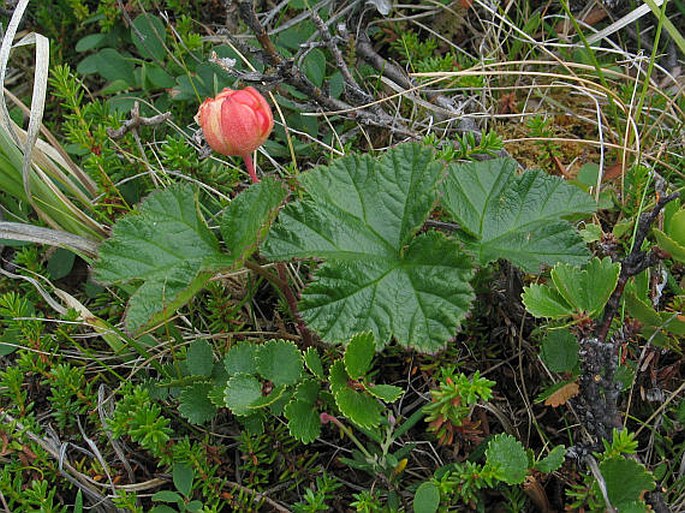 Rubus chamaemorus