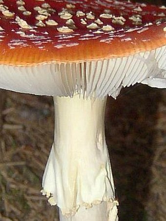 Amanita muscaria