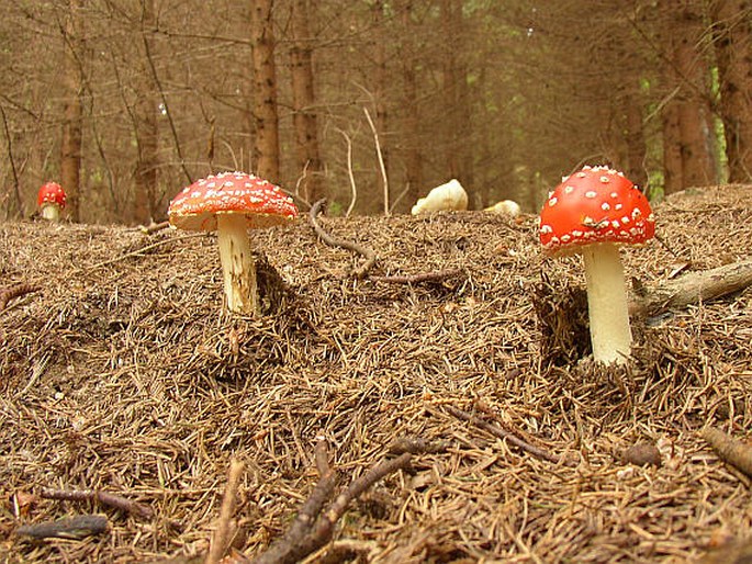 AMANITA MUSCARIA (L.) Lam. - muchomůrka červená / muchotrávka červená