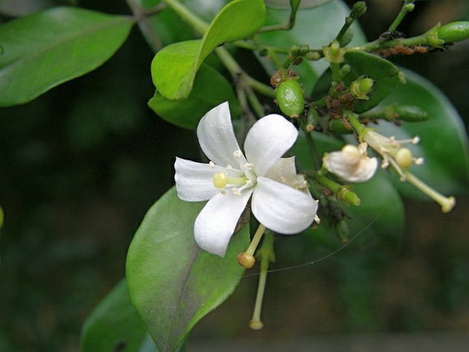 Murraya paniculata