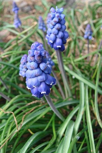 Muscari armeniacum