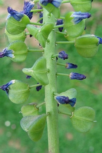 Muscari armeniacum