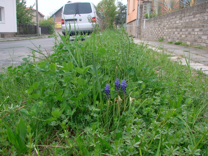 Muscari armeniacum