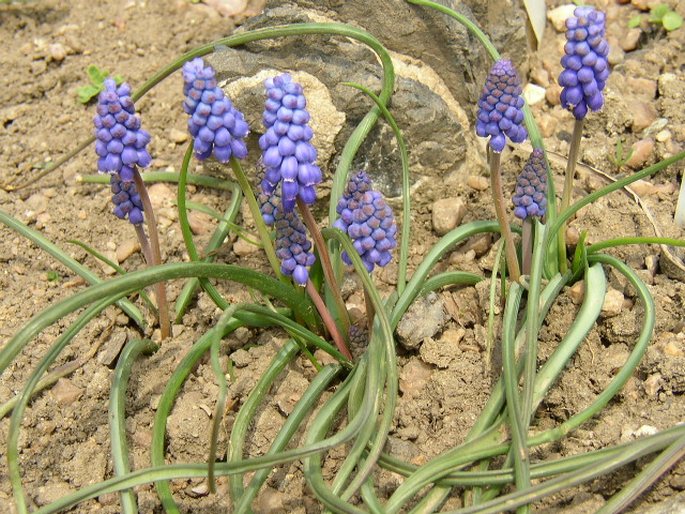 MUSCARI ARMENIACUM Leichtlin ex Baker – modřenec arménský / modrica