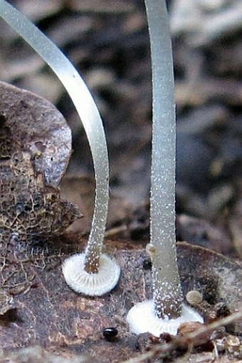 Mycena stylobates