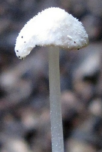 Mycena stylobates