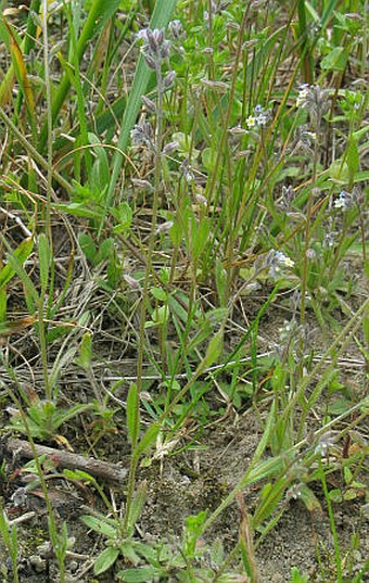 Myosotis discolor