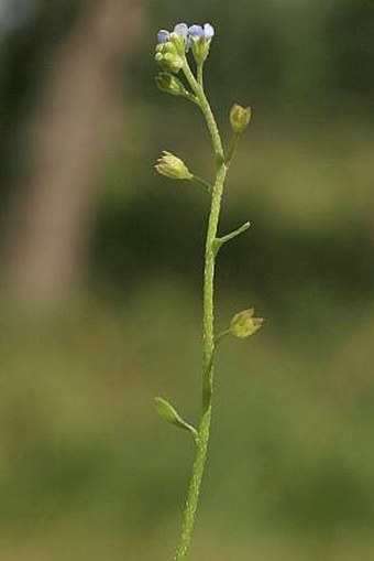 Myosotis caespitosa