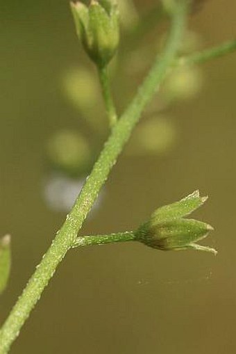 Myosotis caespitosa