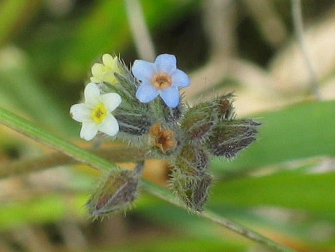 MYOSOTIS DISCOLOR Pers. – pomněnka různobarvá / nezábudka pestrá