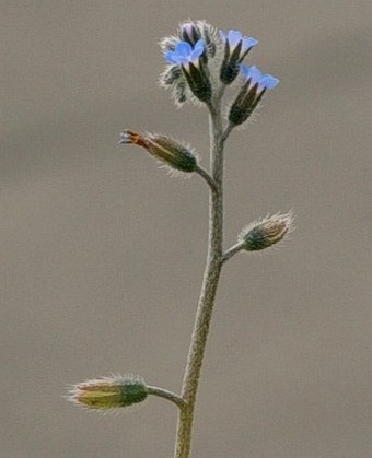 Myosotis ramosissima