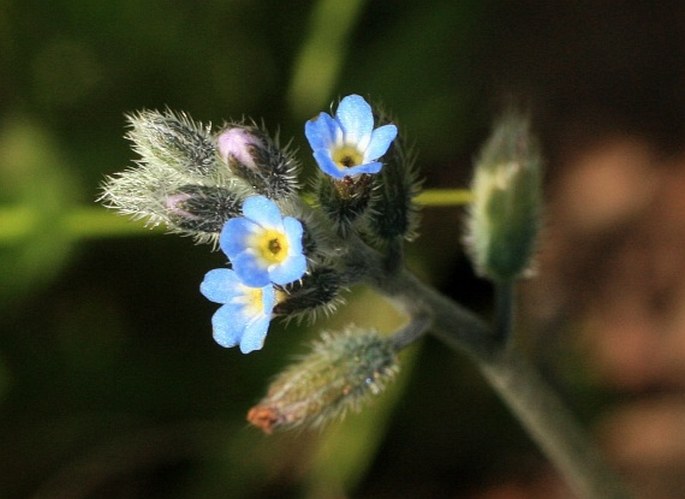 MYOSOTIS RAMOSISSIMA Schult. – pomněnka chlumní / nezábudka kopcová