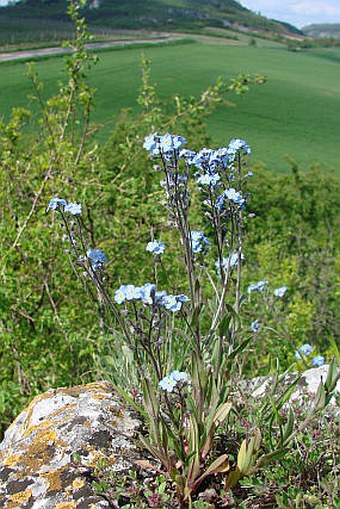 Myosotis stenophylla