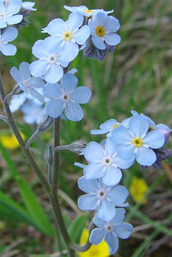 Myosotis stenophylla