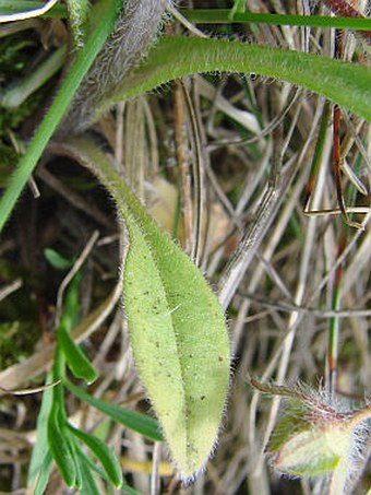 Myosotis stenophylla