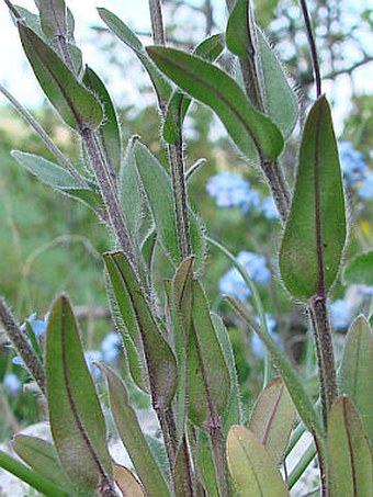 Myosotis stenophylla