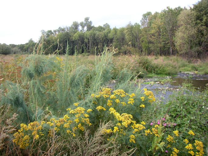 Myricaria germanica