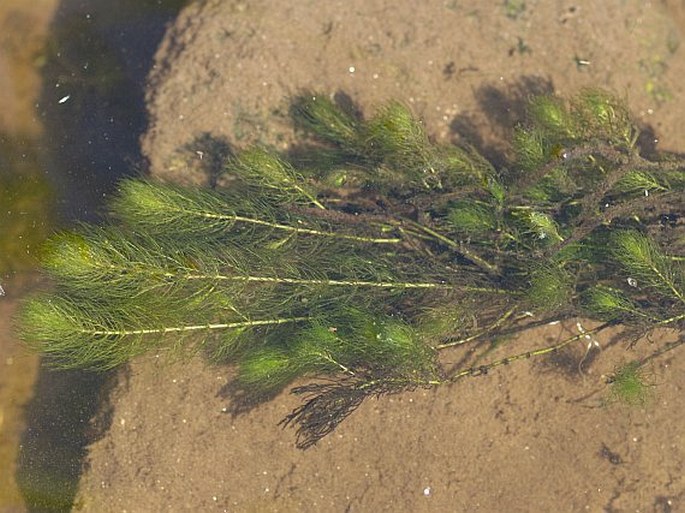 MYRIOPHYLLUM ALTERNIFLORUM DC. - stolístek střídavokvětý / stolístok striedavokvetý