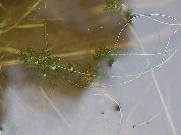 Myriophyllum alterniflorum