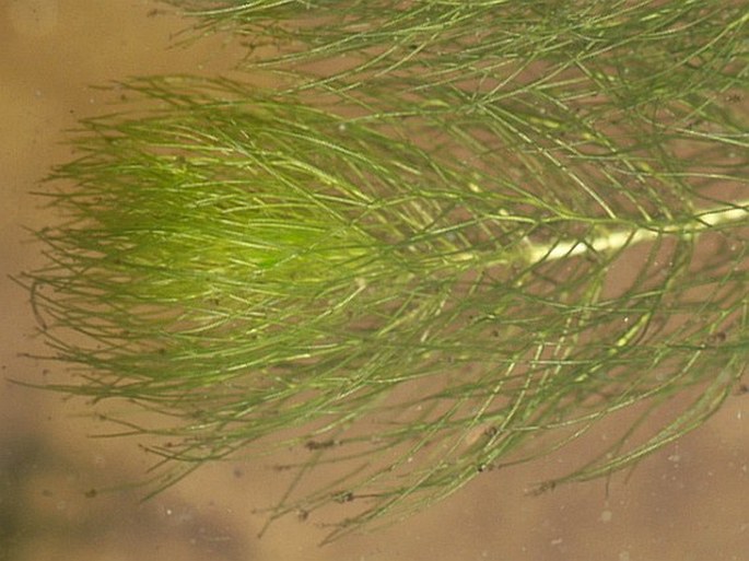 Myriophyllum alterniflorum