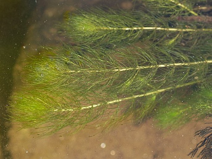 Myriophyllum alterniflorum