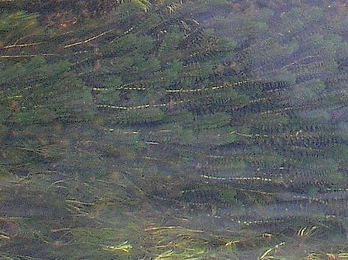 Myriophyllum alterniflorum