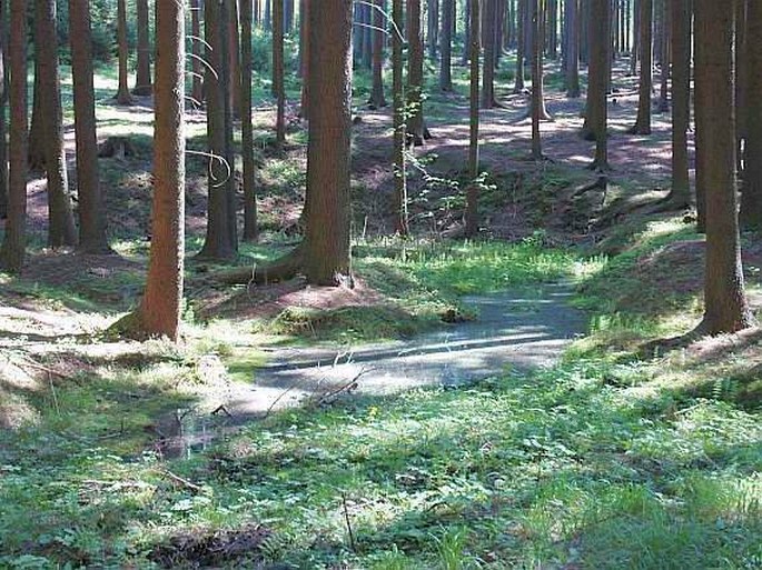 Les na dolíku - přírodní památka