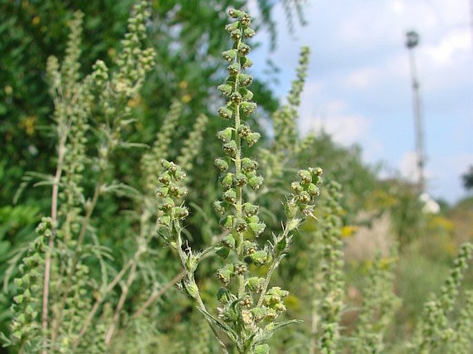 Ambrosia artemisiifolia