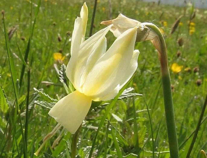 NARCISSUS TRIANDRUS L. – narcis