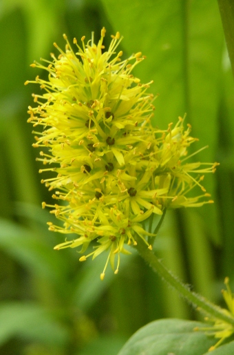 Lysimachia thyrsiflora