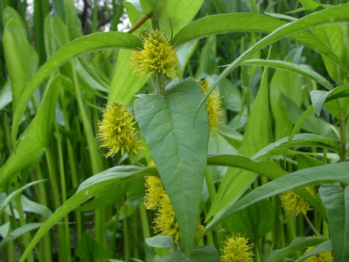 LYSIMACHIA THYRSIFLORA L. – vrbina kytkokvětá / čerkáč