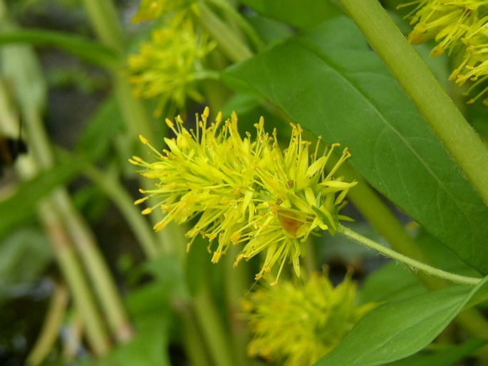 Lysimachia thyrsiflora