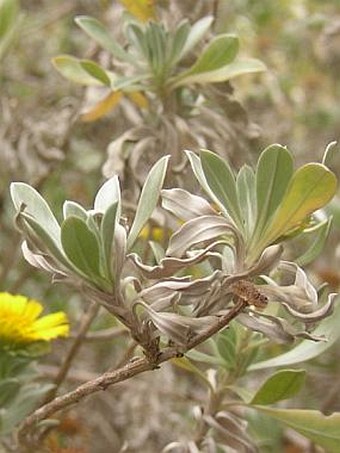 Asteriscus intermedius