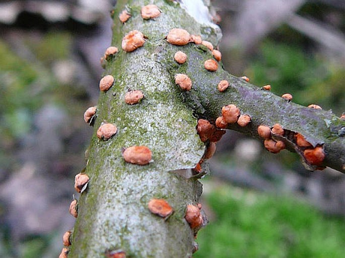 Nectria cinnabarina