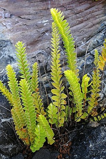 Nephrolepis abrupta