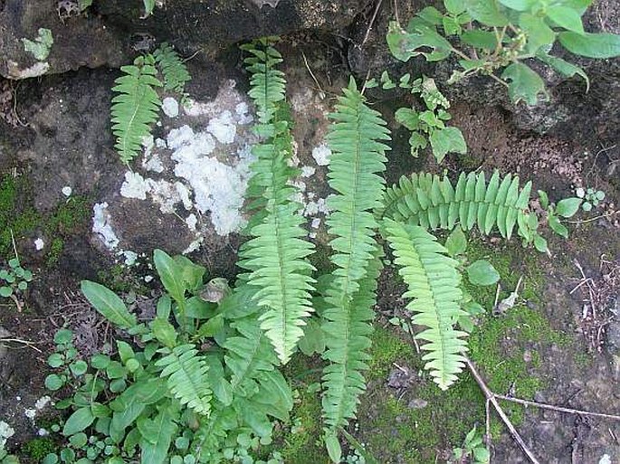 NEPHROLEPIS UNDULATA (Afzel. ex Sw.) J. Sm.